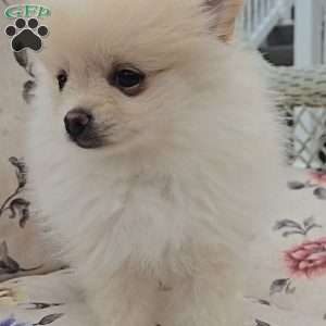 Eric, Pomeranian Puppy
